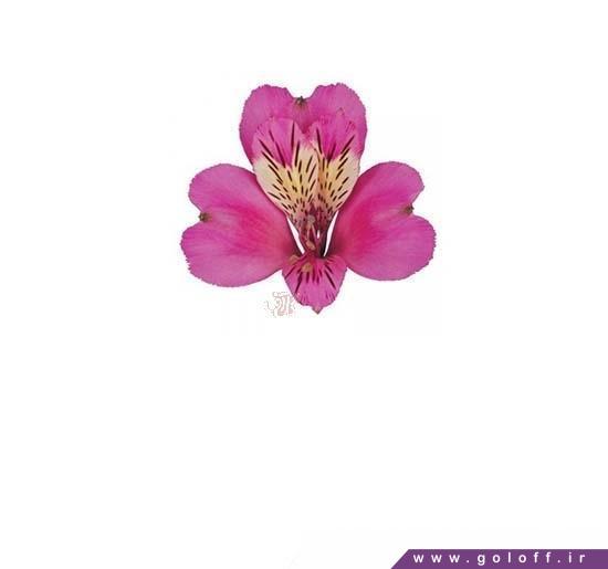 شاخه گل آلسترومریا استراتوس – Alstroemeria | گل آف